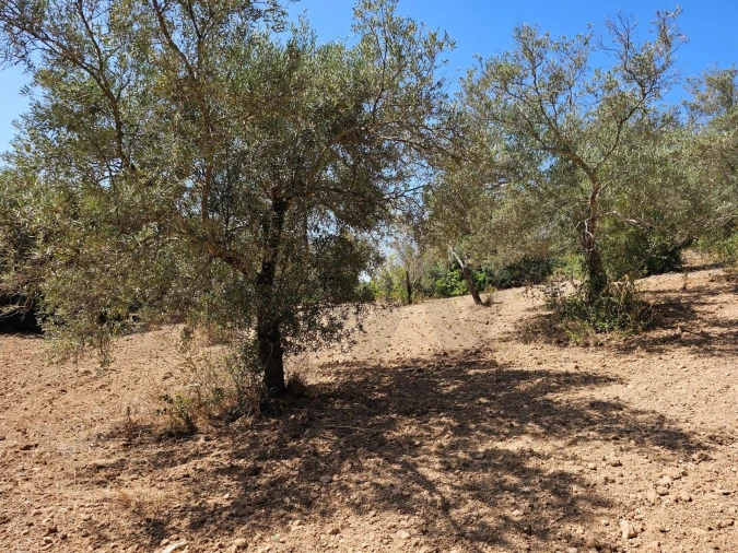 Terreno para Venda em Loule (São Clemente) Foto 11