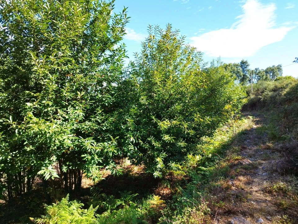 Quinta T4 para Venda em Monchique Foto 20