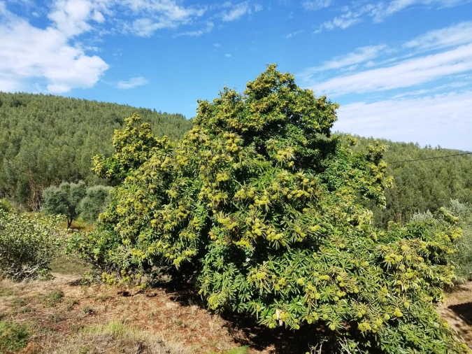 Quinta T4 para Venda em Monchique Foto 15