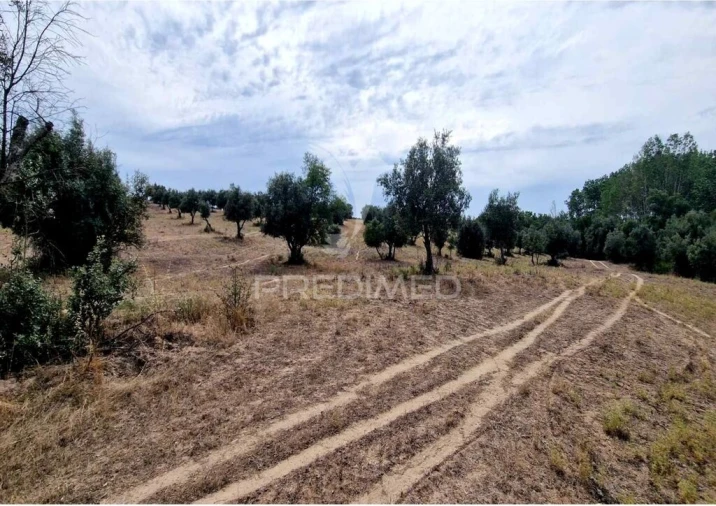 Terreno para Venda em Torrão Foto 4