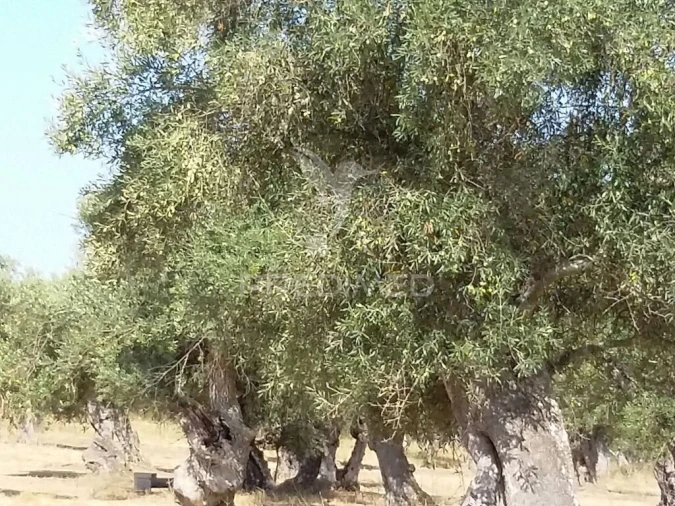 Terreno para Venda em Torrão Foto 2