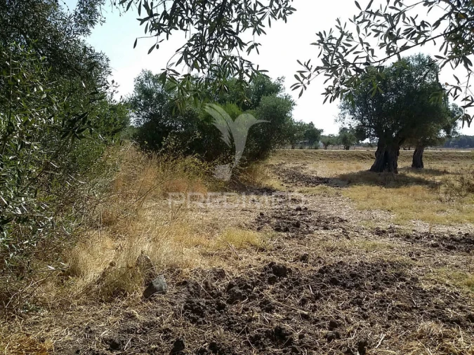 Terreno para Venda em Torrão Foto 3