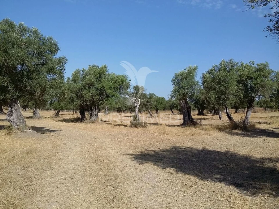 Terreno para Venda em Torrão Foto 1