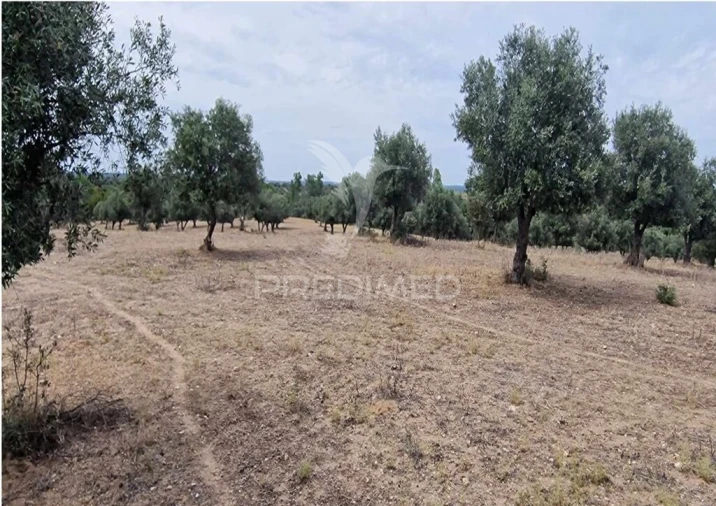 Terreno para Venda em Torrão Foto 3