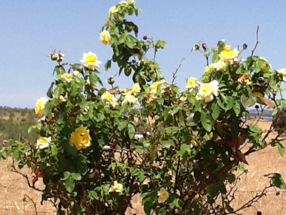 Quinta T3 para Venda em Mourão Foto 13