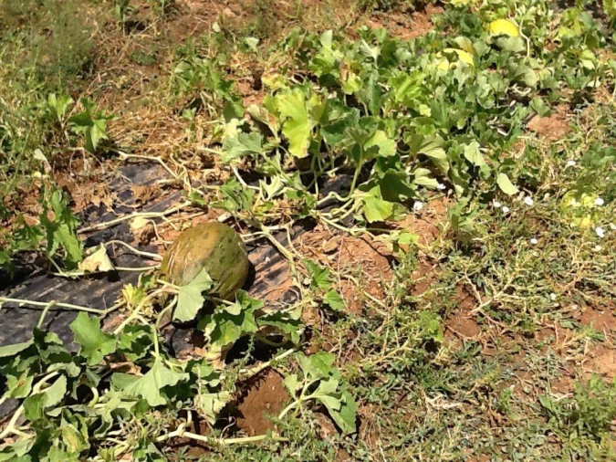 Quinta T3 para Venda em Mourão Foto 17