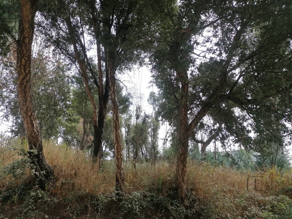 Terreno Comércio / Armazém para Venda em Fânzeres e São Pedro da Cova Foto 13