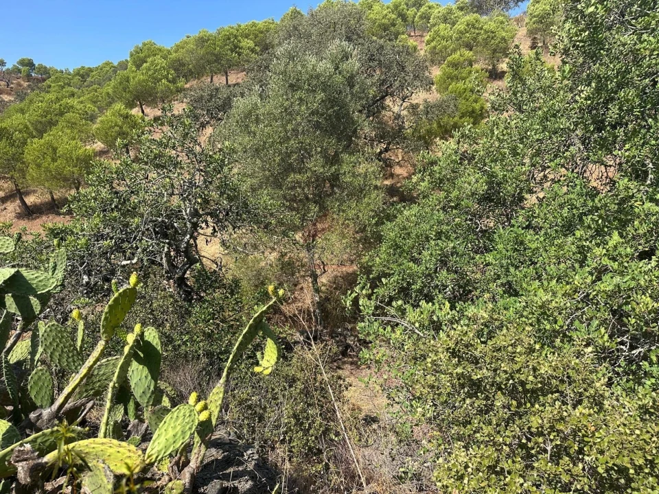 Terreno Agricola ou Rústico para Venda em Odeleite Foto 4
