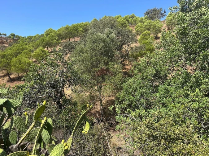 Terreno Agricola ou Rústico para Venda em Odeleite Foto 5