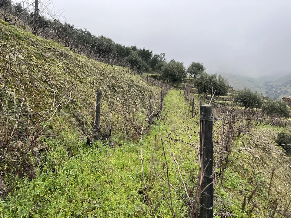 Quinta T0 para Venda em Ervedosa do Douro Foto 22