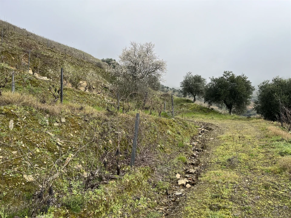 Quinta T0 para Venda em Ervedosa do Douro Foto 19