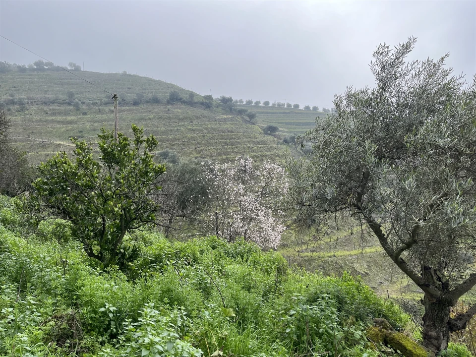 Quinta T0 para Venda em Ervedosa do Douro Foto 12