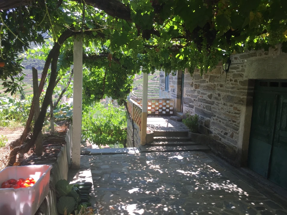 Quinta T0 para Venda em Ervedosa do Douro Foto 2