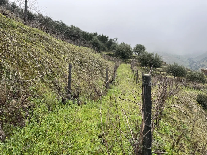 Quinta T0 para Venda em Ervedosa do Douro Foto 22