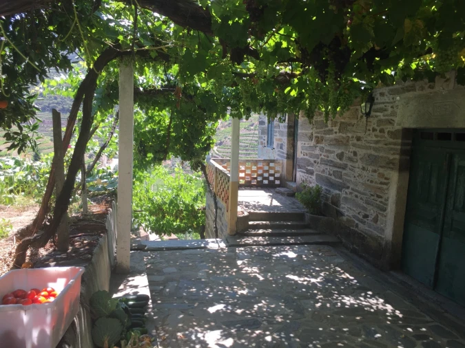 Quinta T0 para Venda em Ervedosa do Douro Foto 24