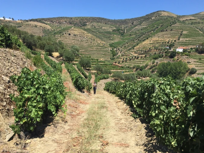 Quinta T0 para Venda em Ervedosa do Douro