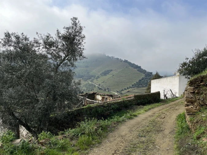 Quinta T0 para Venda em Ervedosa do Douro Foto 16