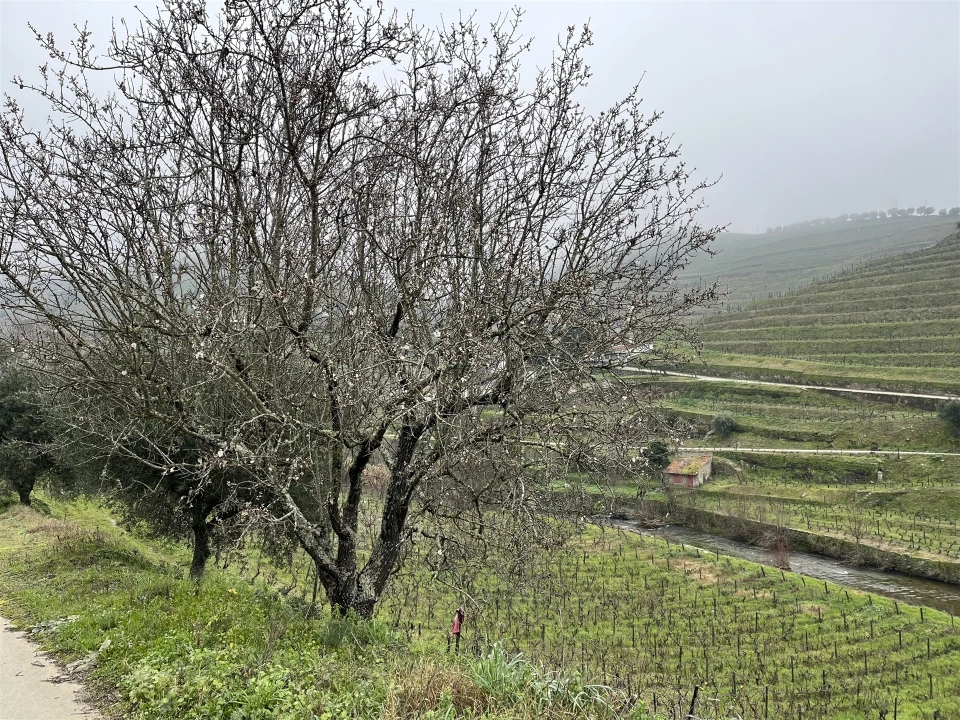 Quinta T0 para Venda em Ervedosa do Douro Foto 21