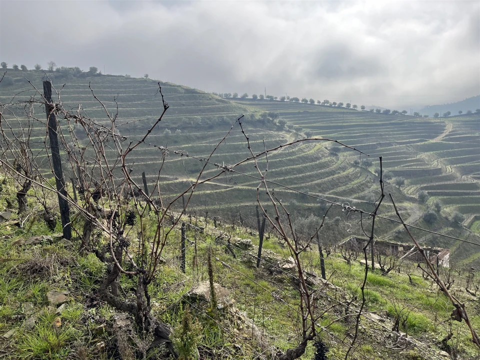 Quinta T0 para Venda em Ervedosa do Douro Foto 17