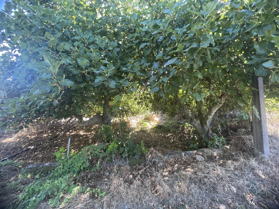 Quinta T3 para Venda em Melo e Nabais Foto 17