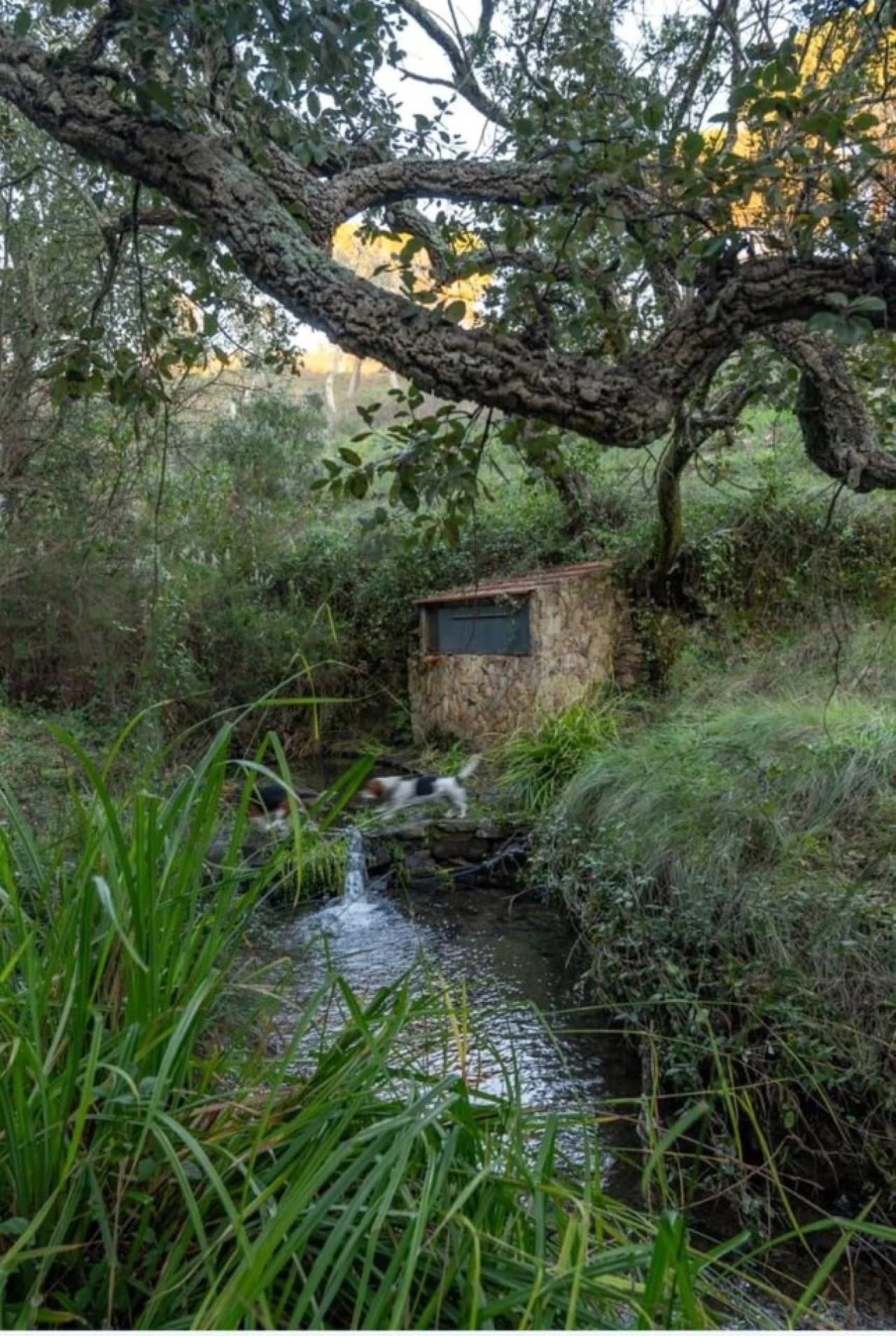 Quinta T2 para Venda em São Francisco da Serra Foto 14