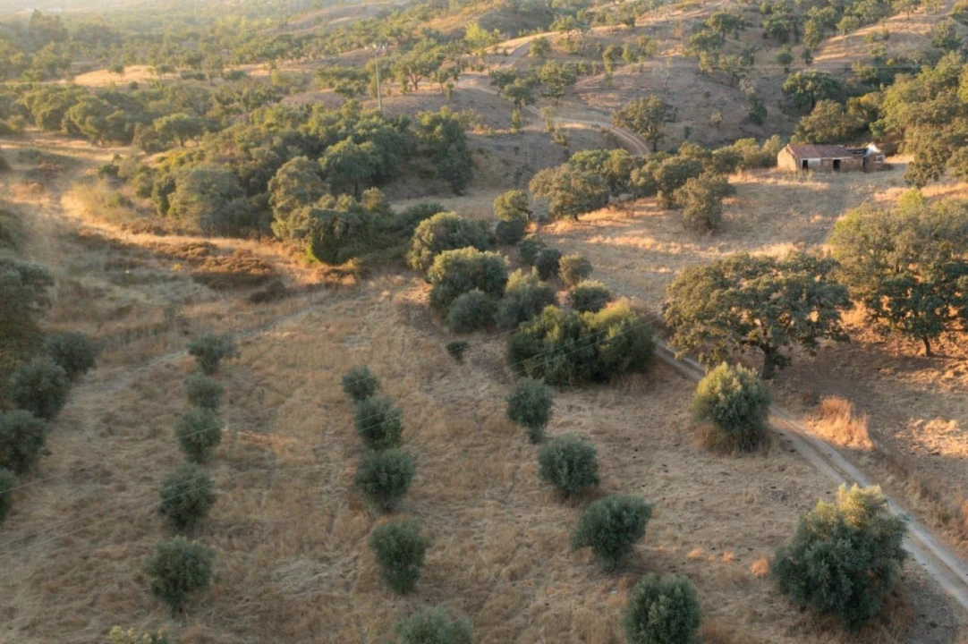 Quinta para Venda em Abela Foto 18