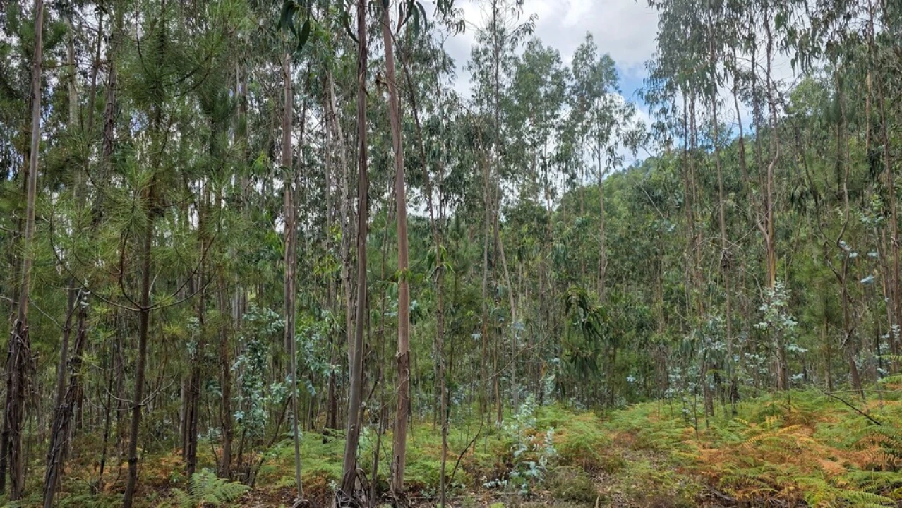 Terreno para Venda em Mosteiro Foto 10