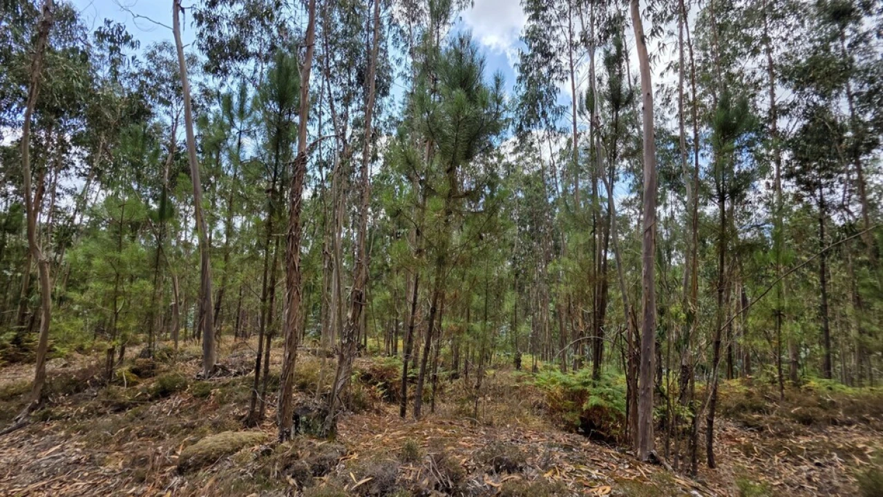 Terreno para Venda em Mosteiro Foto 5