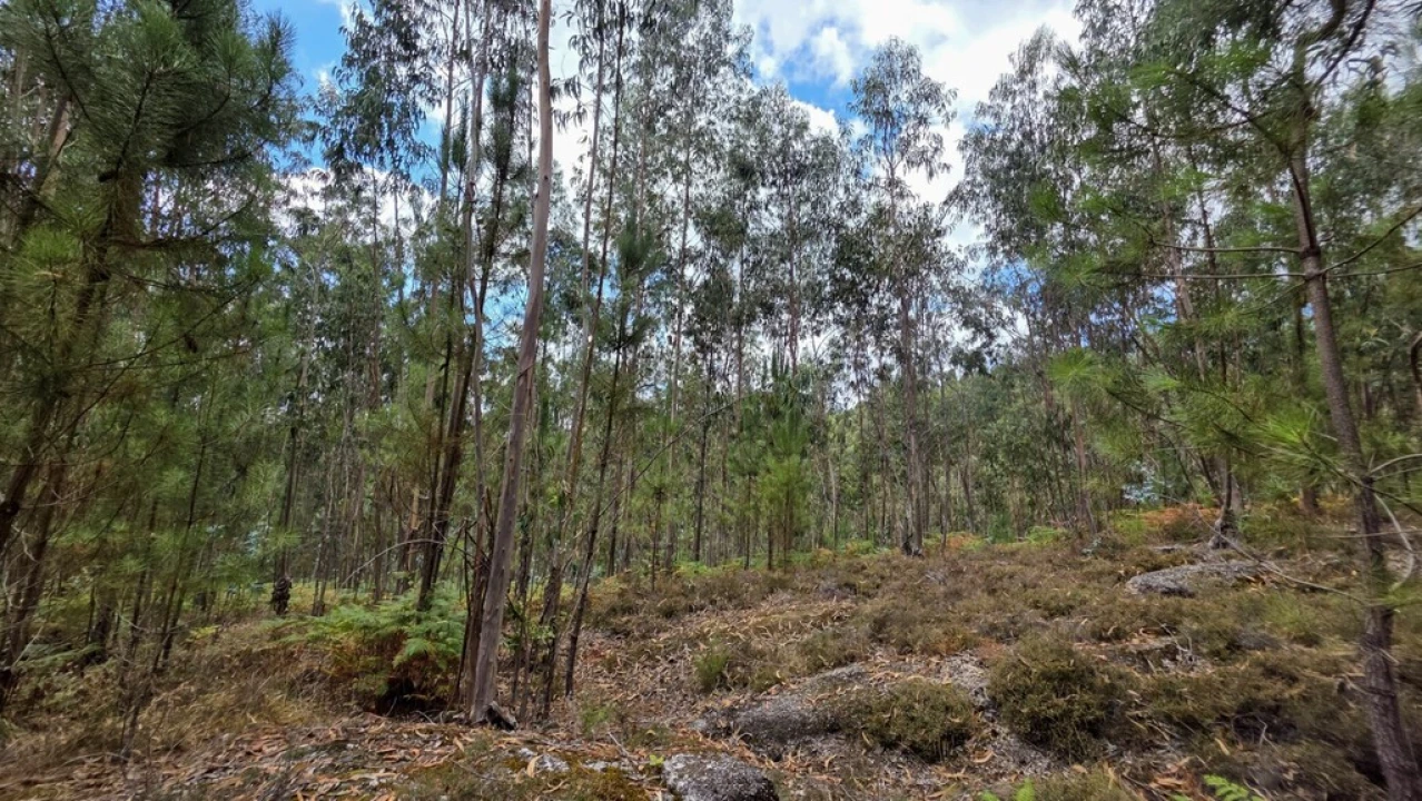 Terreno para Venda em Mosteiro Foto 6