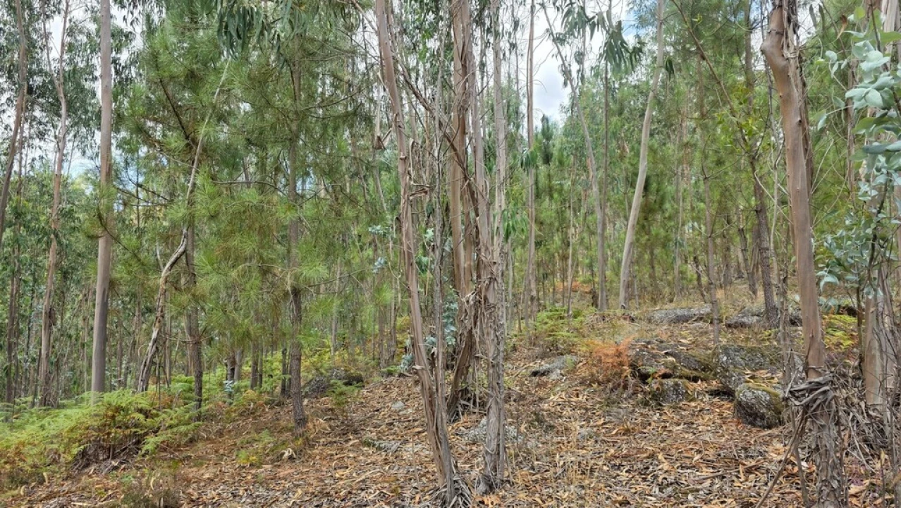 Terreno para Venda em Mosteiro Foto 11