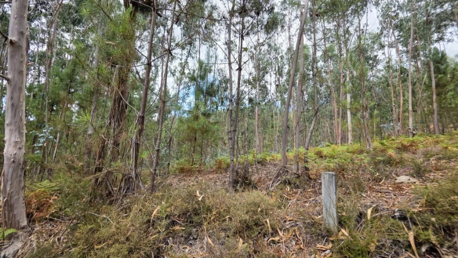 Terreno para Venda em Mosteiro Foto 9