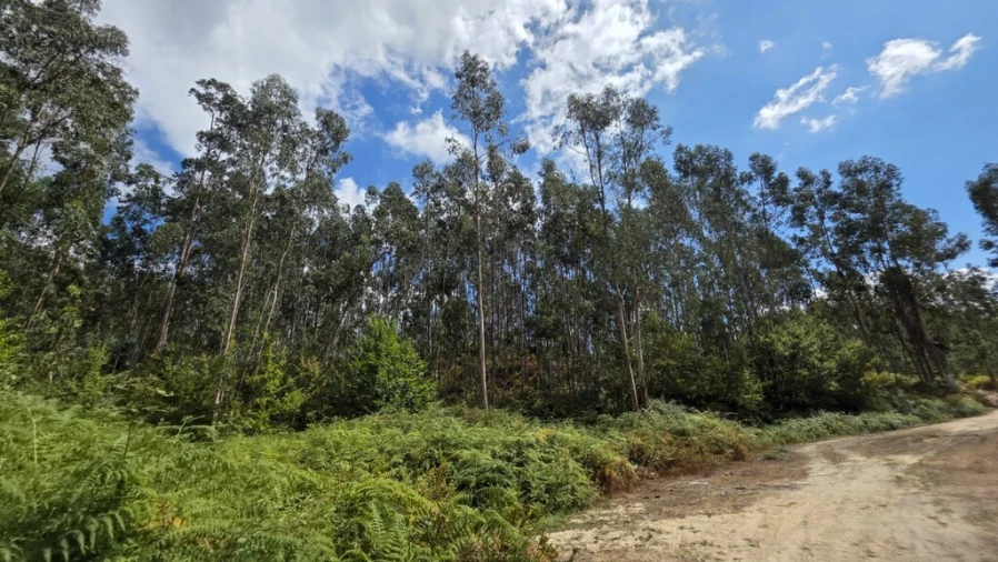 Terreno para Venda em Mosteiro Foto 2