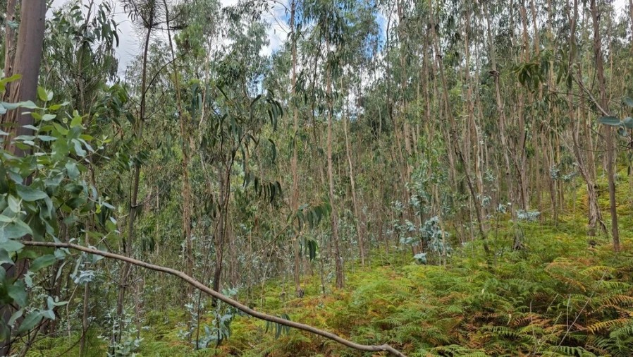 Terreno para Venda em Mosteiro Foto 12