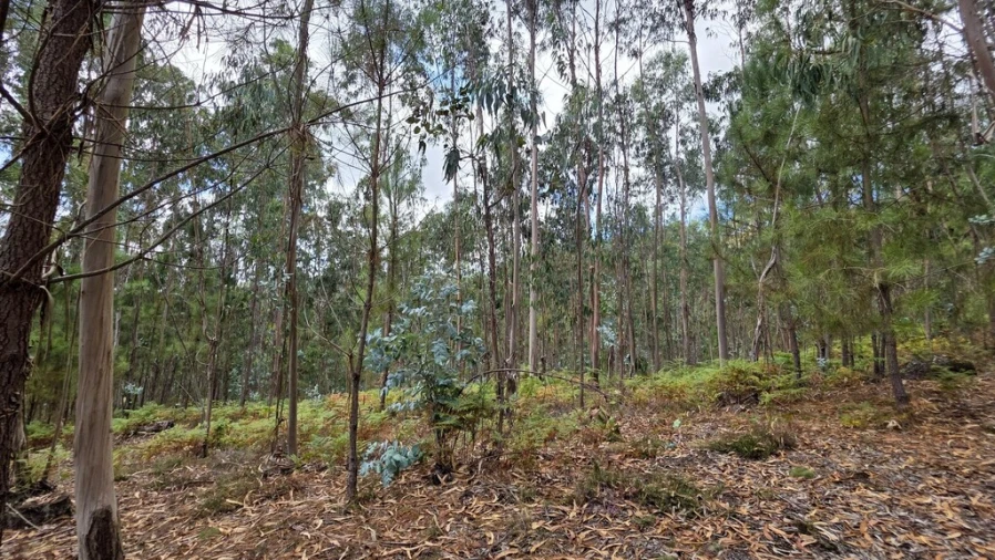 Terreno para Venda em Mosteiro Foto 8