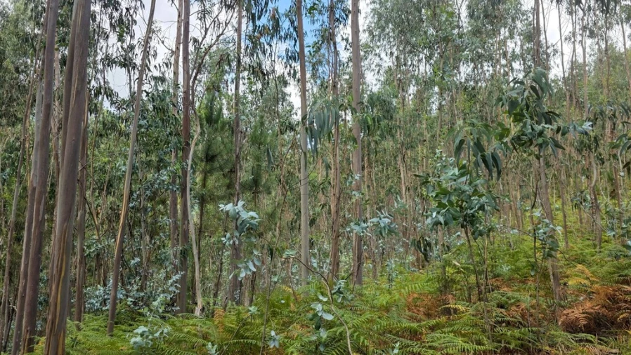 Terreno para Venda em Mosteiro Foto 13