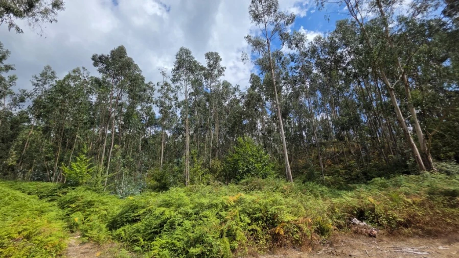 Terreno para Venda em Mosteiro