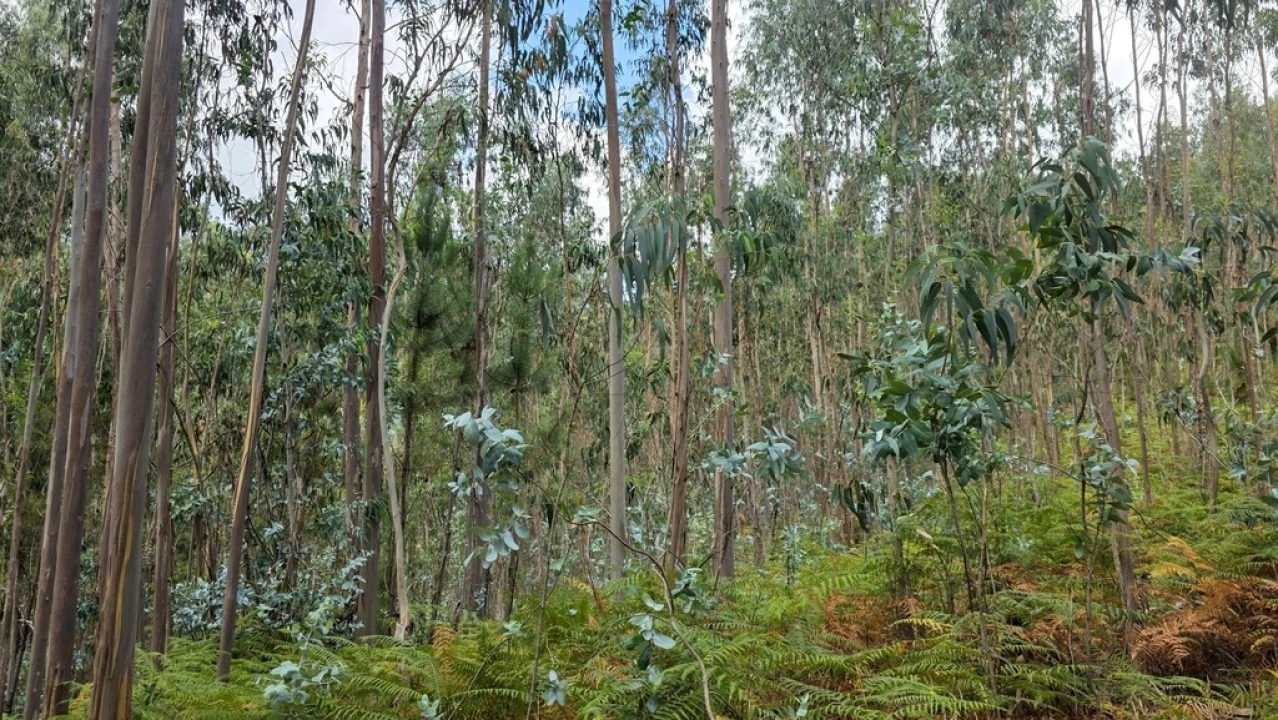 Terreno para Venda em Mosteiro Foto 13