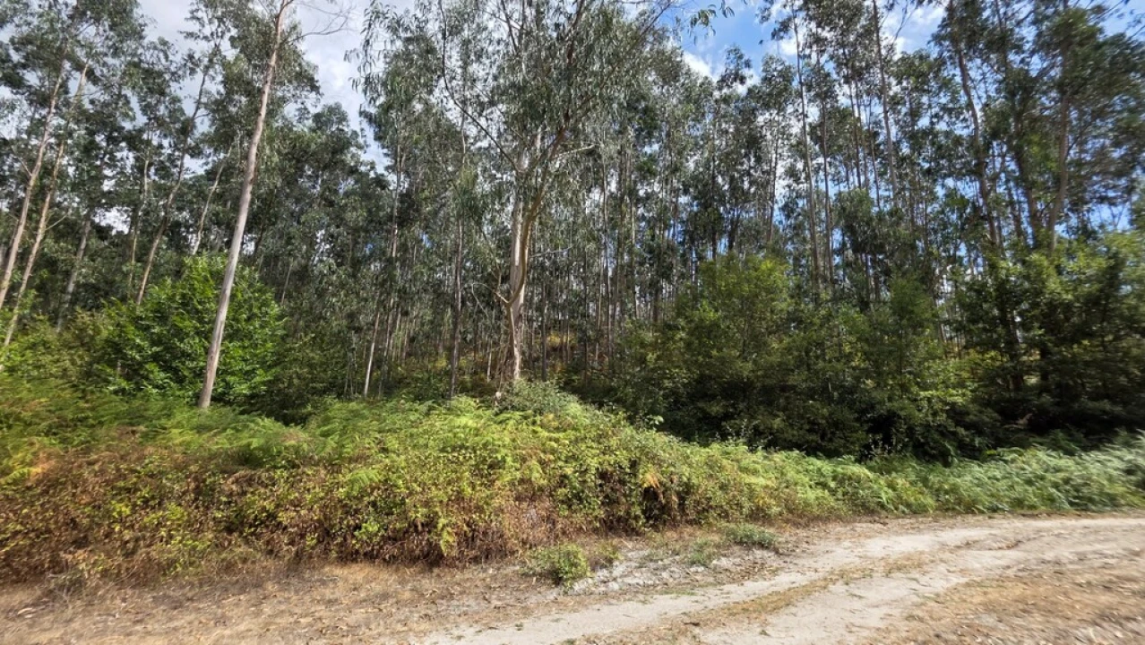 Terreno para Venda em Mosteiro Foto 3