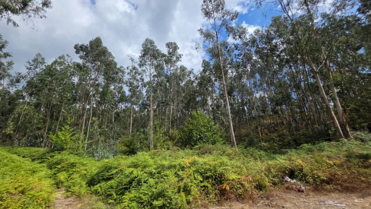 Terreno para Venda em Mosteiro Foto 1