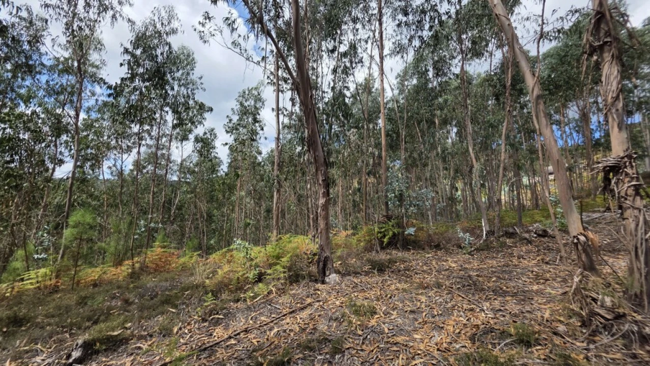 Terreno para Venda em Mosteiro Foto 7