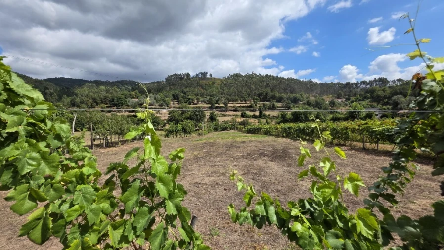 Terreno para Venda em Mosteiro