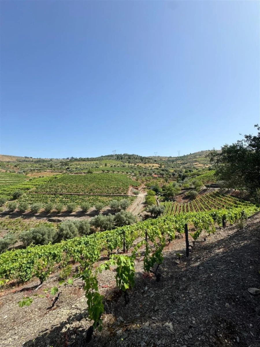 Quinta para Venda em Castanheiro do Sul Foto 2