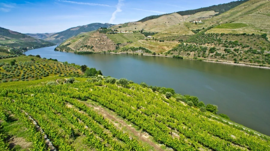 Quinta T5 para Venda em Castedo e Cotas
