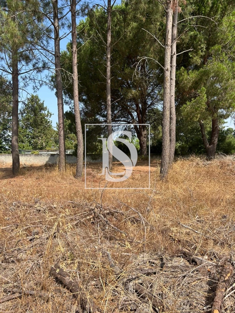 Terreno para Venda em Salvaterra de Magos e Foros de Salvaterra Foto 12