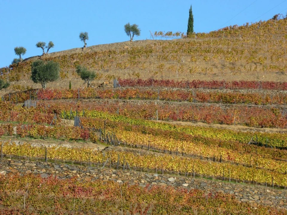 Negócio para Venda em Pinhão Foto 9