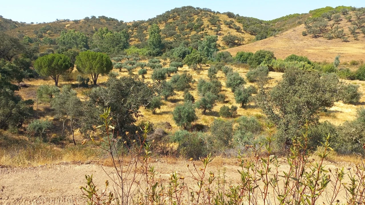 Quinta T3 para Venda em Ourique Foto 6