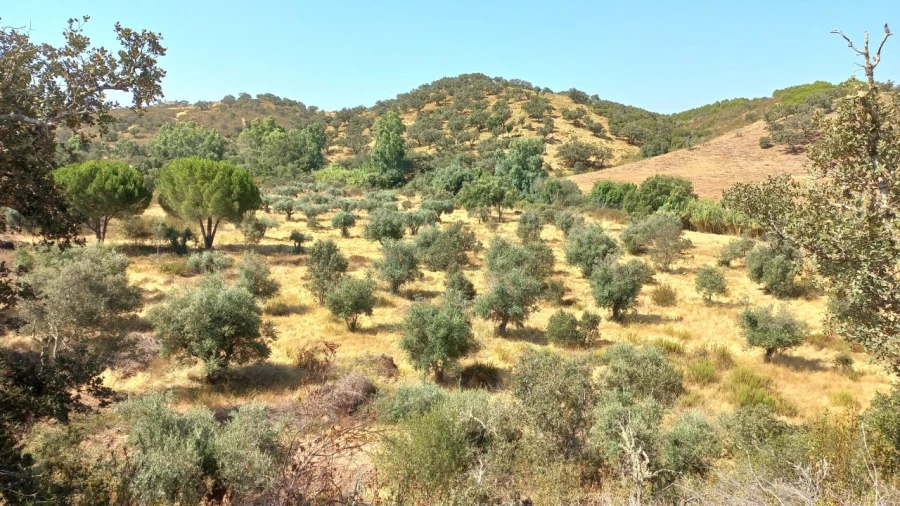 Quinta T3 para Venda em Ourique Foto 7