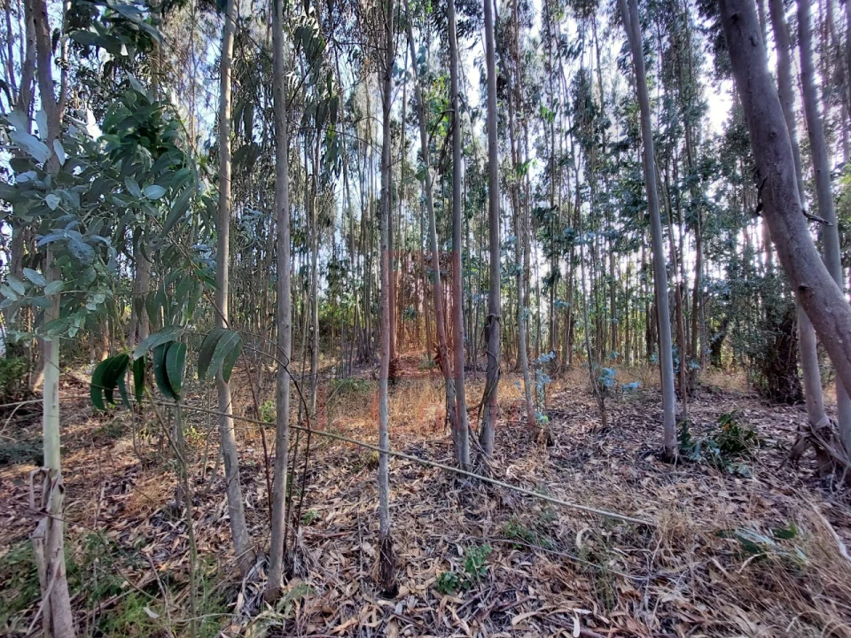 Terreno para Venda em A dos Francos Foto 11