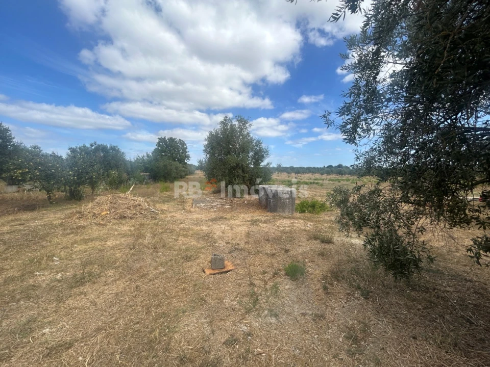 Negócio para Venda em Paialvo Foto 10