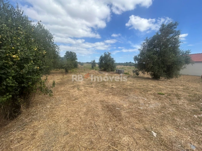 Negócio para Venda em Paialvo Foto 13